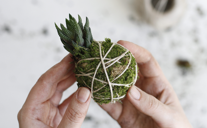 DIY: Kokedama mit Sukkulente | we love handmade