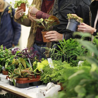 Erstes PlantFest Vienna