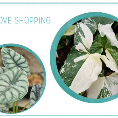 we love Shopping: Zimmerpflanzen | we love handmade