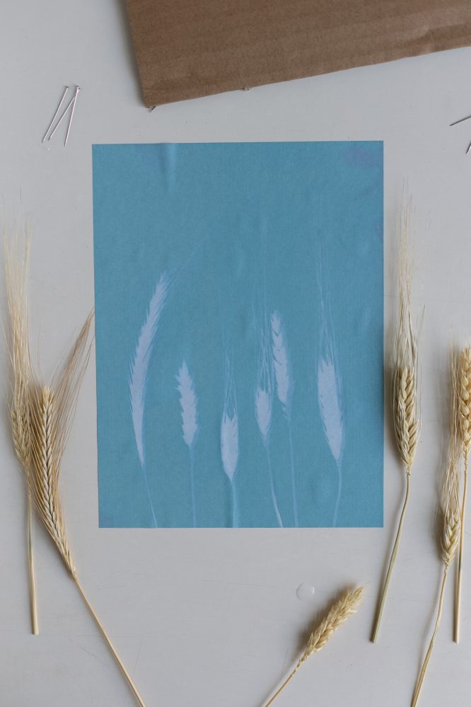 30 Blatt Cyanotypie Papier A5 - Solar Druck Set Mit Acrylplatte Für Naturdruck