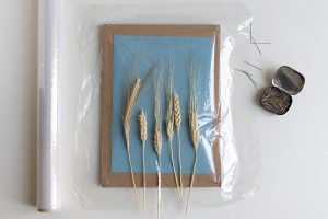 DIY: Bilder mit Cyanotypie Papier selber machen - Motiv mit der Klarsichtfolie fixieren | we love handmade