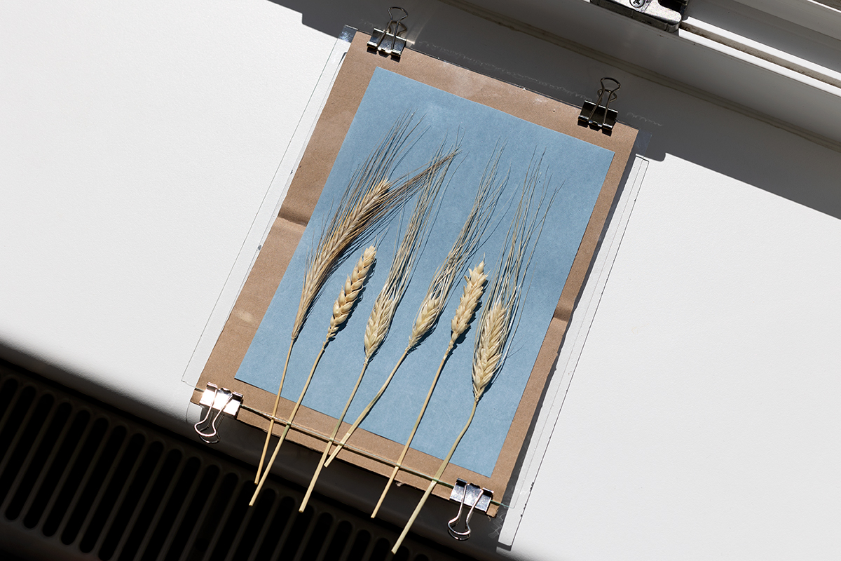 DIY: Bilder mit Cyanotypie Papier selber machen - Motiv in die Sonne legen | we love handmade