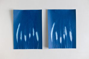 DIY: Bilder mit Cyanotypie Papier selber machen - Unterschied Glasplatte zu Klarsichtfolie | we love handmade