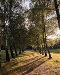 Ein Grasweg führt durch eine Allee aus Birkenbäumen, durch die das späte Sonnenlicht lange Schatten wirft.