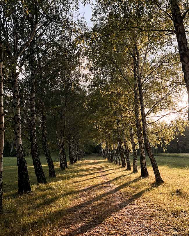Ein Grasweg führt durch eine Allee aus Birkenbäumen, durch die das späte Sonnenlicht lange Schatten wirft.